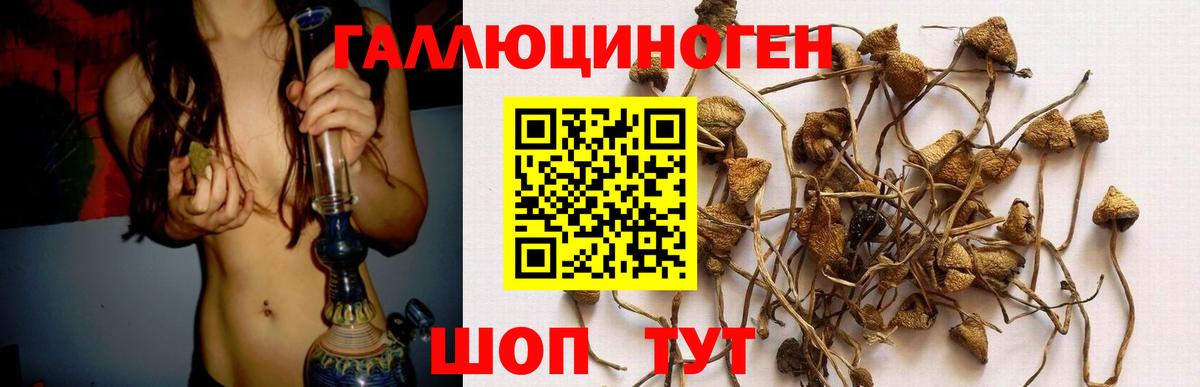 Галлюциногенные грибы Psilocybine cubensis Кувандык